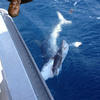 Sharks-220531