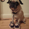 Pug-b4a8ed