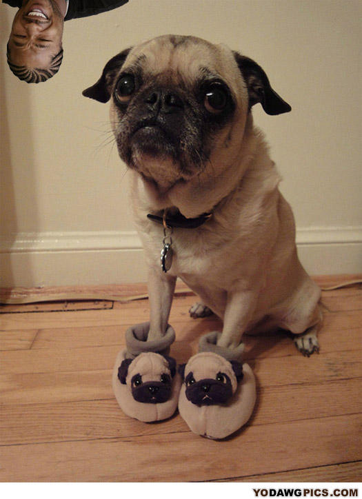 Pug-b4a8ed