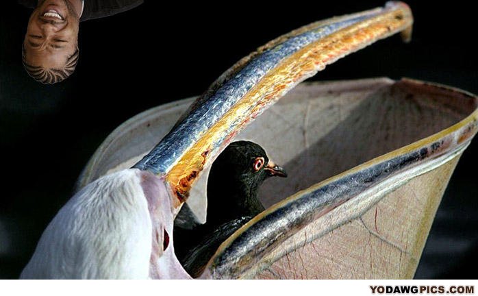 Birds-694330