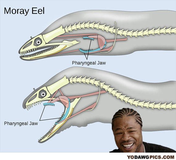 Yodawgmoraleel