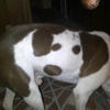 21386 - Yo Dawg Pics