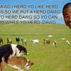 Herd_dawg