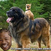 5909 - Yo Dawg Pics