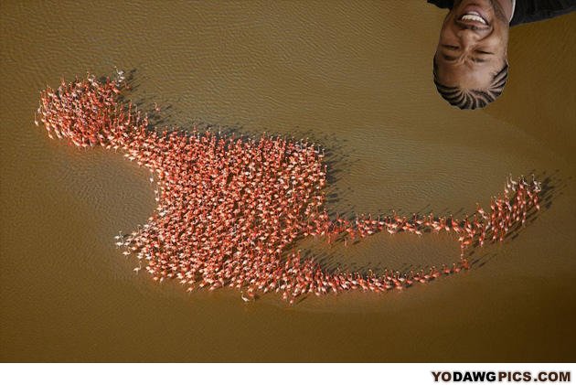 Yodawgbirds