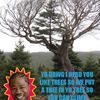 15945 - Yo Dawg Pics
