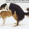 5924 - Yo Dawg Pics