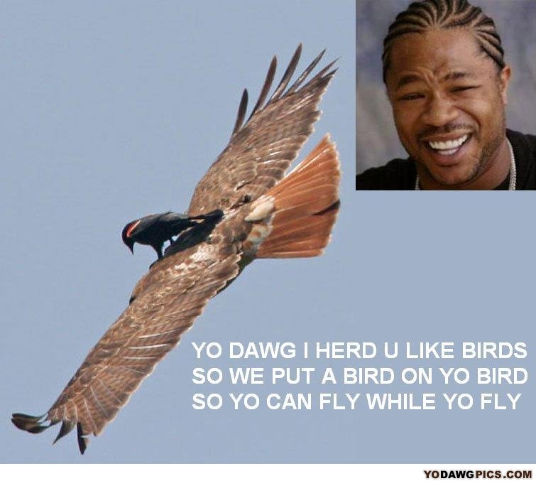 Birds